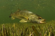 Figure 5c. Speckled Seatrout
